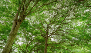 Voluntary carbon market