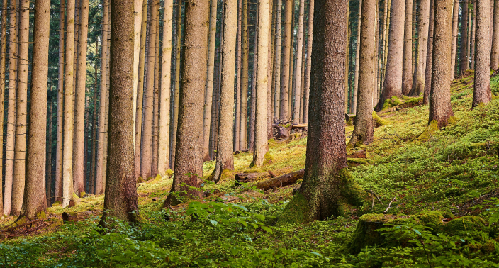 improved forests management projects