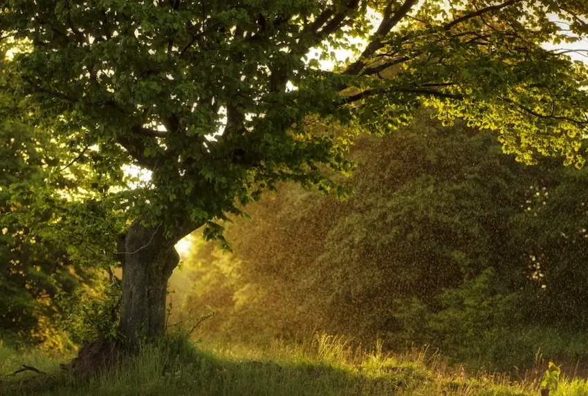 solutions fondées sur la nature