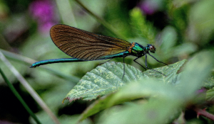 biodiversité et impact du réchauffement climatique